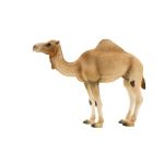 ANIMAL P.  Wielbłąd arabski