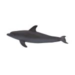 ANIMAL P. Delfin butlonosy