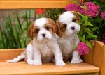 CASTOR 120 EL. Spaniel