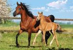CASTOR 260 EL. KONIE, MARE I FOAL
