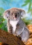 CASTOR 260 EL. Koala