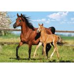 CASTOR 260 EL. Konie, Mare I Foal