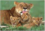 EDUCA 500 EL. Lioness With Her Cubs