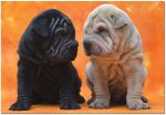 EDUCA 500 EL. Puppies