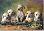 EDUCA 500 EL. Labrador Retrievers
