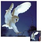 HEYE 1000 EL. Barn Owl