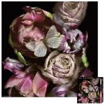 HEYE 1000 EL. Butterfly