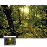 HEYE 1000 EL. Magic Forests, Glade