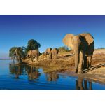 HEYE 1000 EL. Thirsty Elephants
