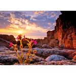 HEYE 1000 EL. Red Campion