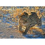 RAVEN. 1000 EL. Leopard o poranku
