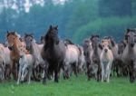 RAVEN. 1000 EL. GALOP KONI