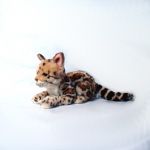 ROXI Ocelot 27 cm