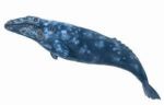 SCHLEICH WIELORYB SZARY